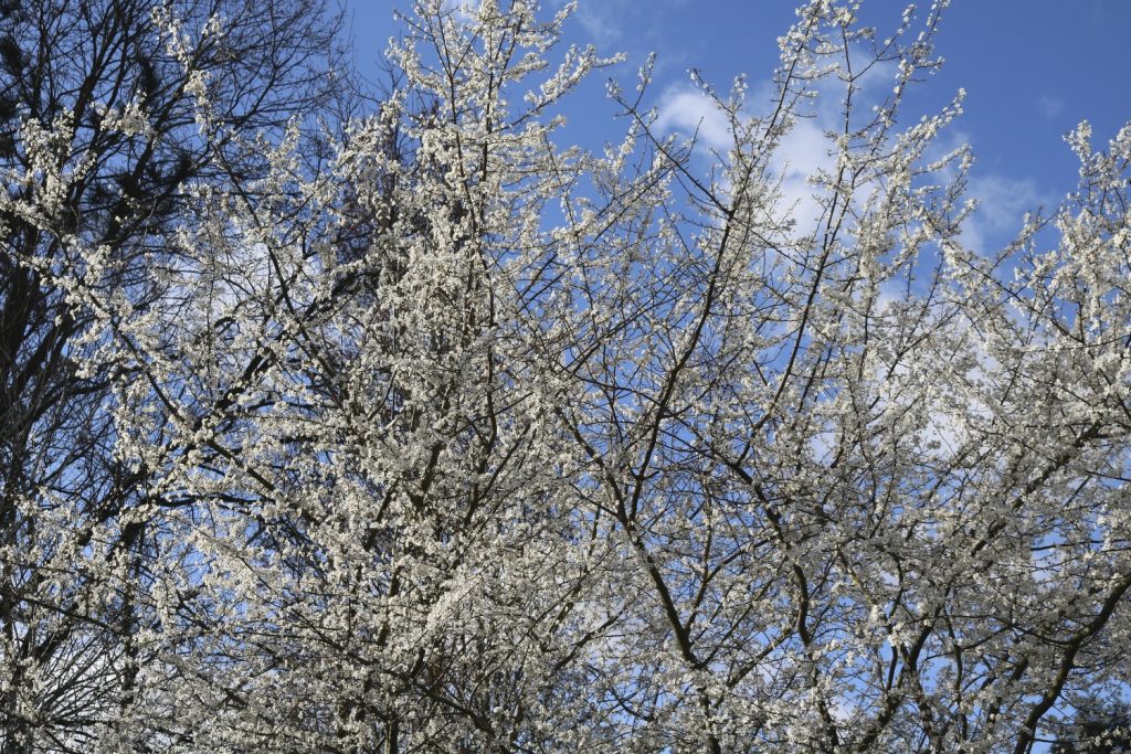 un prunier en fleurs